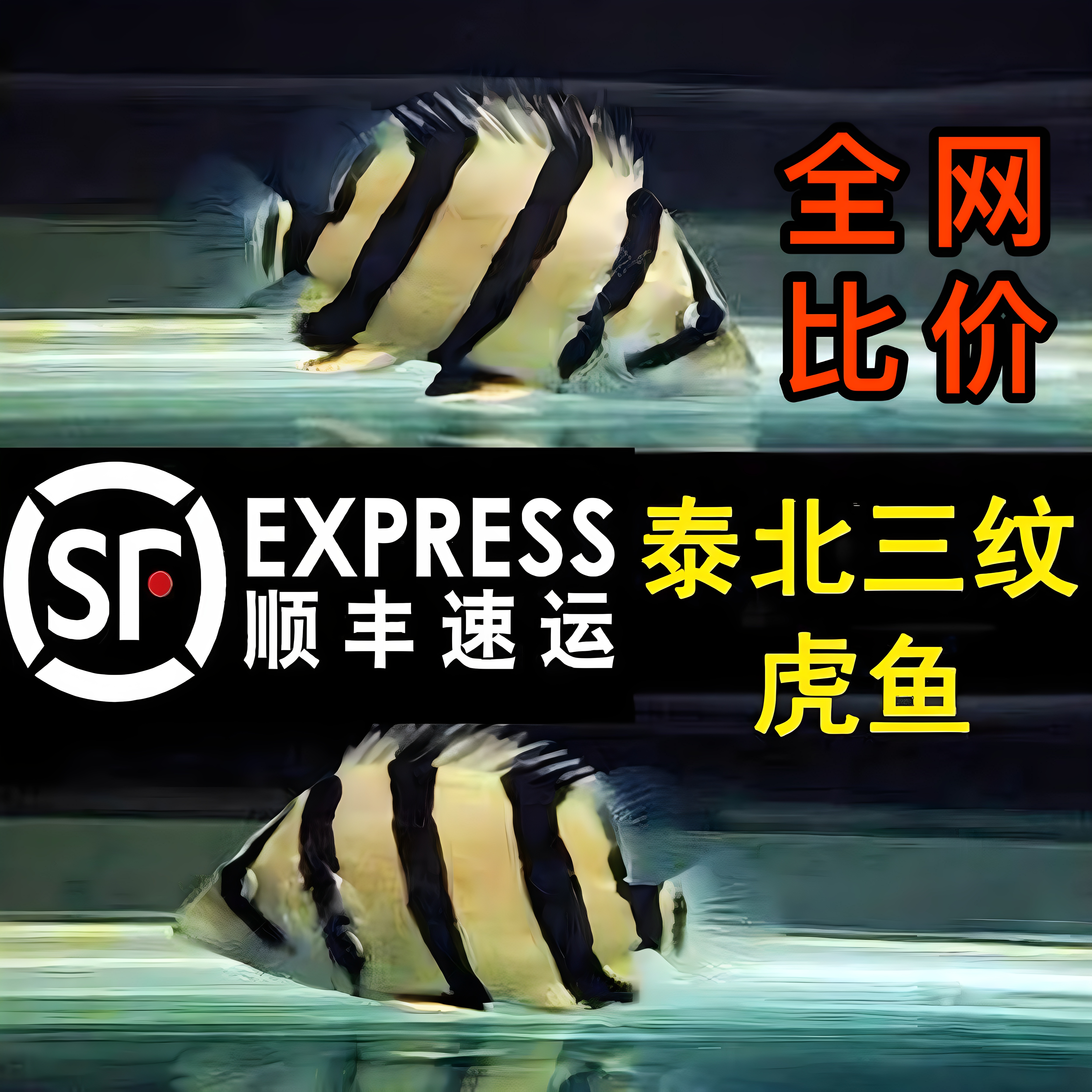 泰北三纹虎鱼印尼虎泰国虎苏虎热带鱼观赏鱼日行虎四纹虎苗
