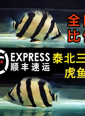 泰北三纹虎鱼印尼虎泰国虎苏虎热带鱼观赏鱼日行虎四纹虎苗