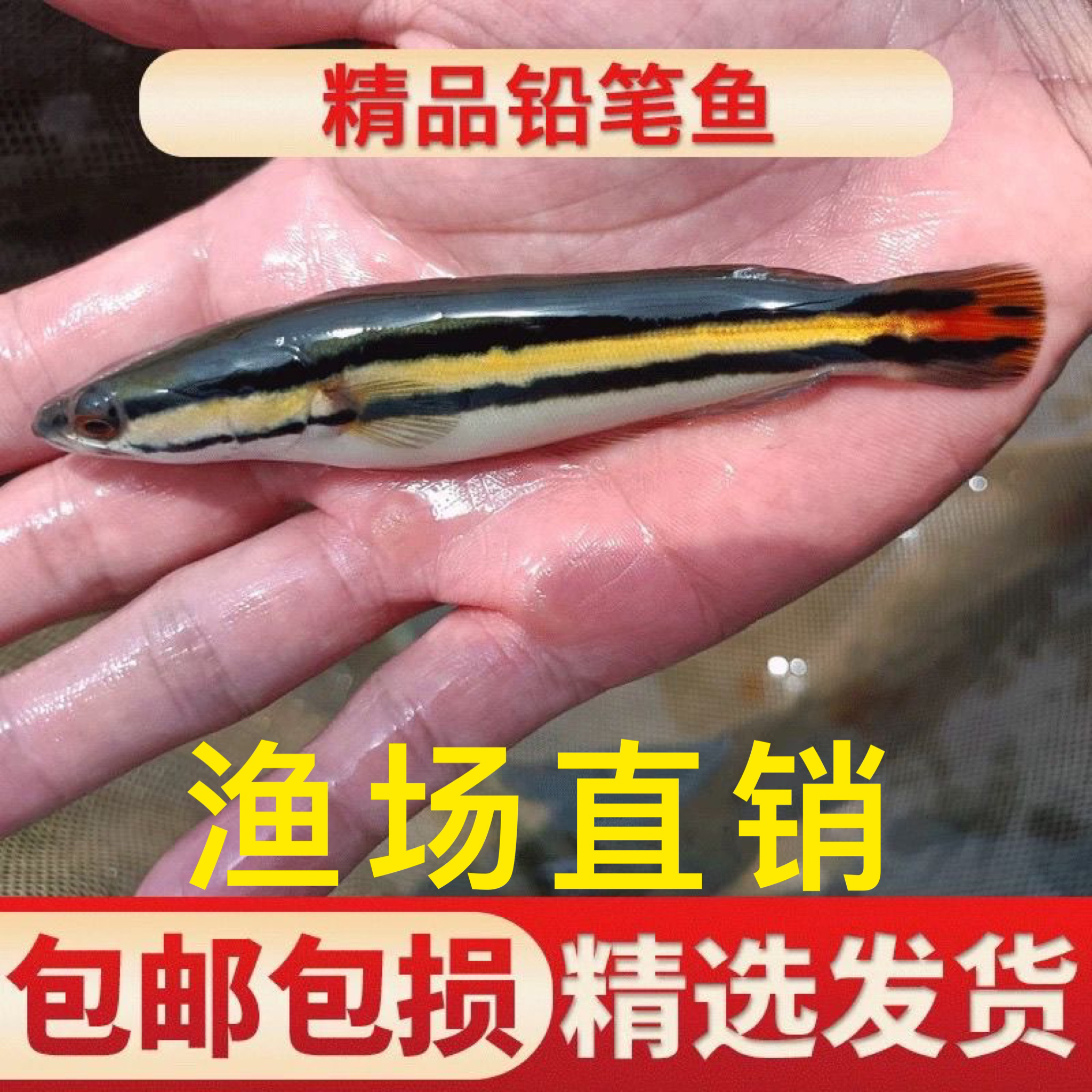热带淡水观赏鱼大铅笔雷龙小盾鳢多曼中大型凶猛肉食配幼鱼苗活体
