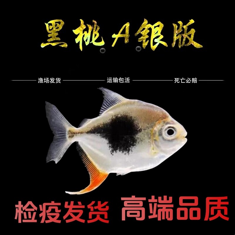 黑桃A银板鱼粗线银板鱼龙鱼缸搭配鱼鱼苗热带鱼观赏鱼活体鱼黑桃a