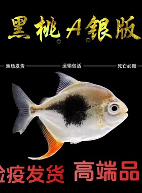 黑桃A银板鱼粗线银板鱼龙鱼缸搭配鱼鱼苗热带鱼观赏鱼活体鱼黑桃a