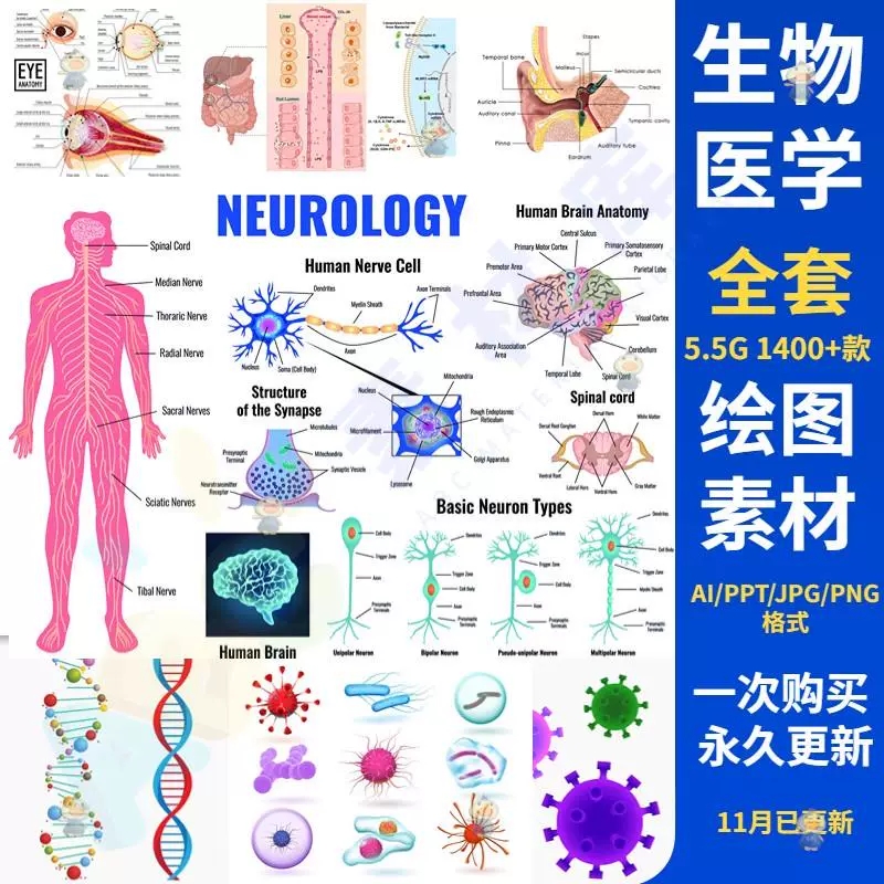 【科研绘图】ppt素材ai模板生物医学可编辑插图细胞流程图通路图