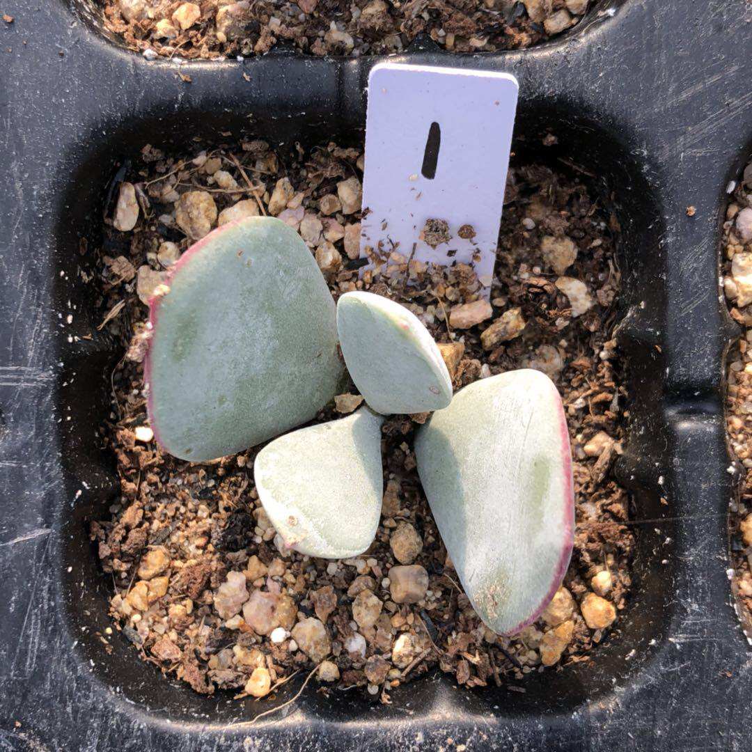 进口多肉植物白眉sp多肉白眉sp小苗一物一拍贵货多肉丑地猫多肉