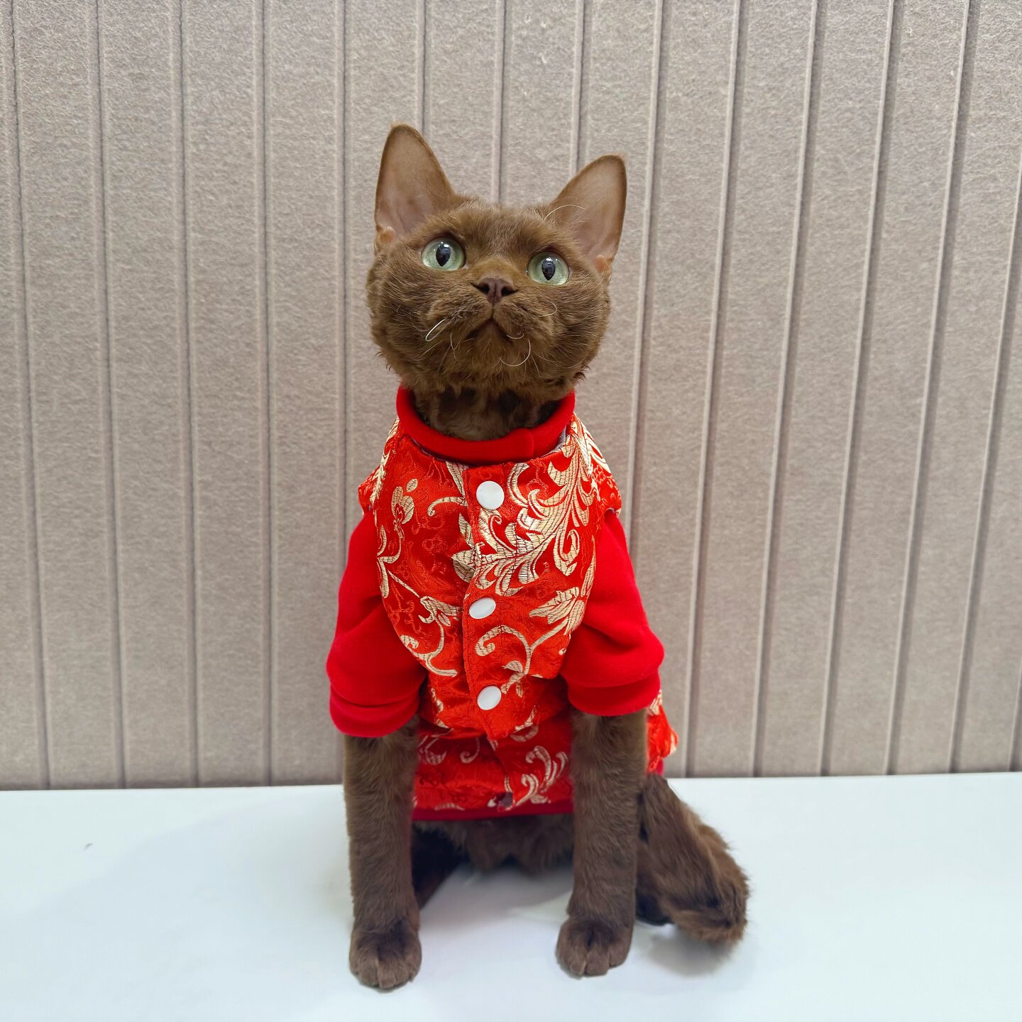 纯棉背心外套大红新年喜庆暹罗史芬克斯无毛猫德文猫衣服两件套