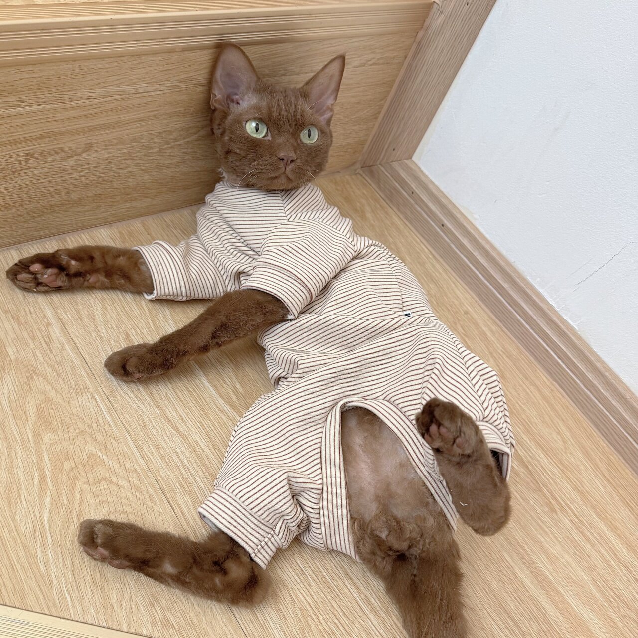 咔啦咪四脚德绒保暖弹力史芬克斯无毛德文猫阿比宠物衣服秋冬护肚