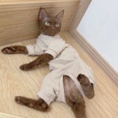 咔啦咪四脚德绒保暖弹力史芬克斯无毛德文猫阿比宠物衣服秋冬护肚