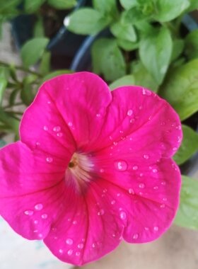 【不要购买这个商品，存在扣费】春季女装风衣