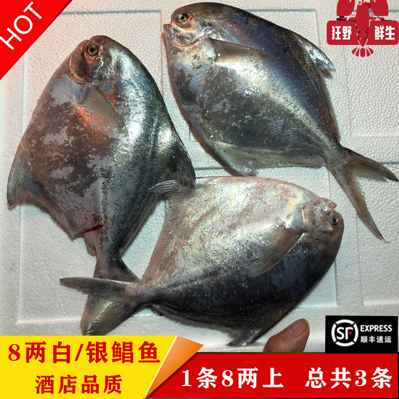 霞浦本地流网特级野生冰鲜鲜活白鲳鱼韩国网银鲳鱼宝宝辅食8两3条