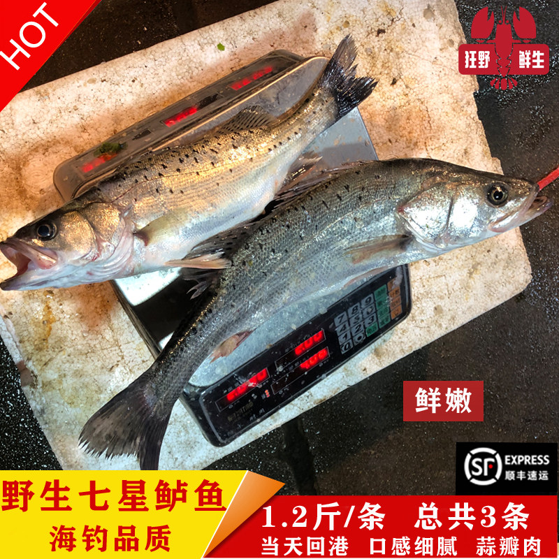 东海正宗海钓野生七星海鲈鱼深海新鲜活海捕天然海鱼宝宝辅食3条