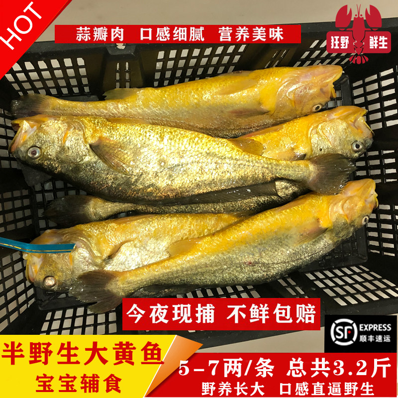 今夜现捕半野生大黄鱼海鲜鲜活野养黄花鱼黄瓜鱼海鱼宝宝辅食3.斤