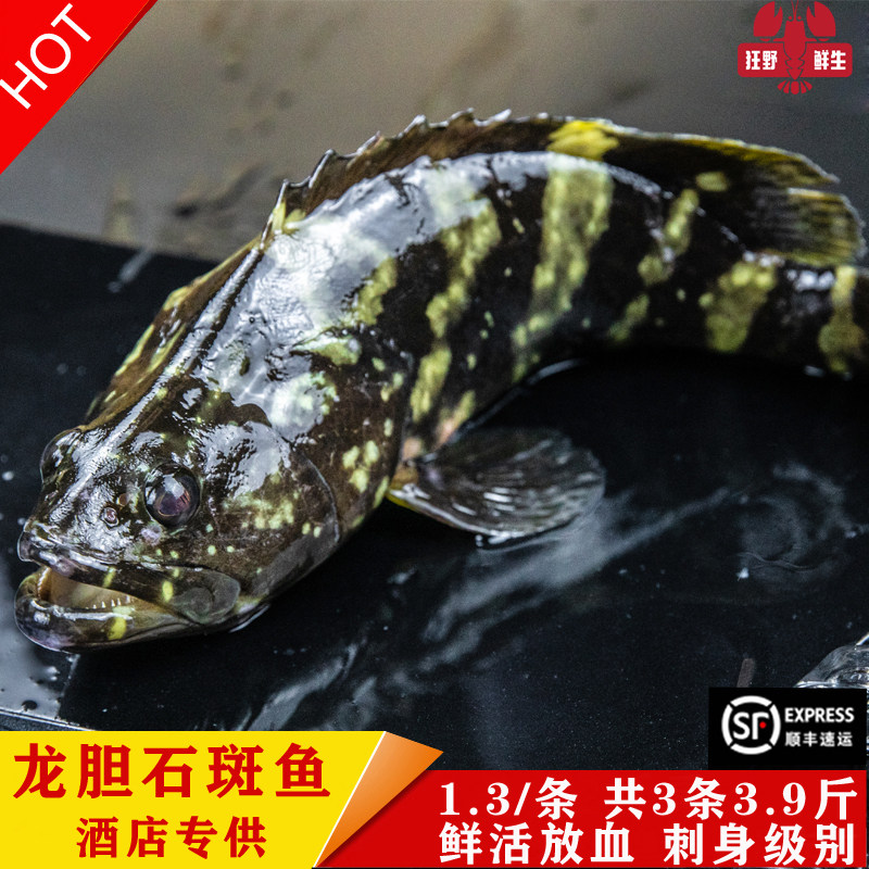 龙胆石斑鱼斑鱼老虎斑鲜活海鲜