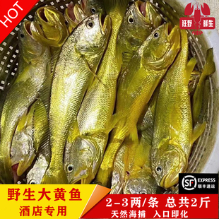 海钓海捕正宗纯野生大黄鱼黄花鱼海鱼宝宝孕妇辅食1-3两1条共2斤