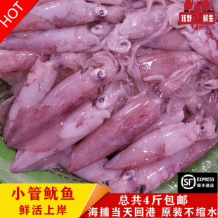 霞浦海捕新鲜原装 小鱿鱼仔鲜活水产品野生小管枪乌贼柔鱼4斤装