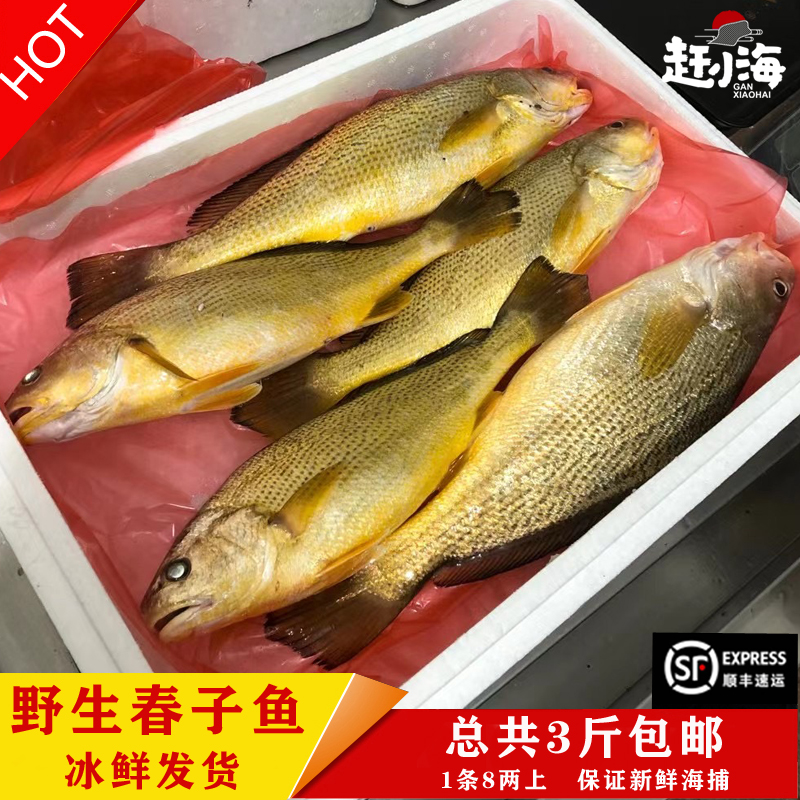 海捕海钓正宗纯天然春子鱼天然黄丹鱼海鲜海鱼宝宝辅食蒜瓣肉3斤,水产肉类/新鲜蔬果/熟食,黄鱼,淘宝优惠券,粉丝福利购,淘宝优惠卷