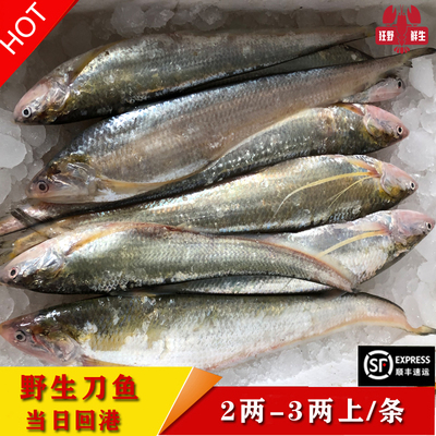 天然凤尾鱼现捕江刀鱼新鲜冰鲜发货2两上/条3两上 共1斤