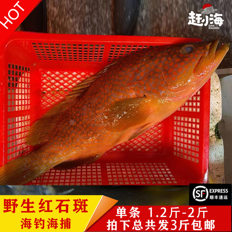 东海天然海捕海钓野生红石斑鱼高级石斑鱼红过鱼高端海鲜海鱼3斤