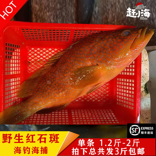 海鲜石斑鱼海鱼鱼包邮