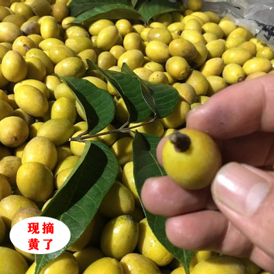 潮汕新鲜黄橄榄青橄榄500g现摘包邮香榄黄榄榨汁泡酒煲汤孕妇水果
