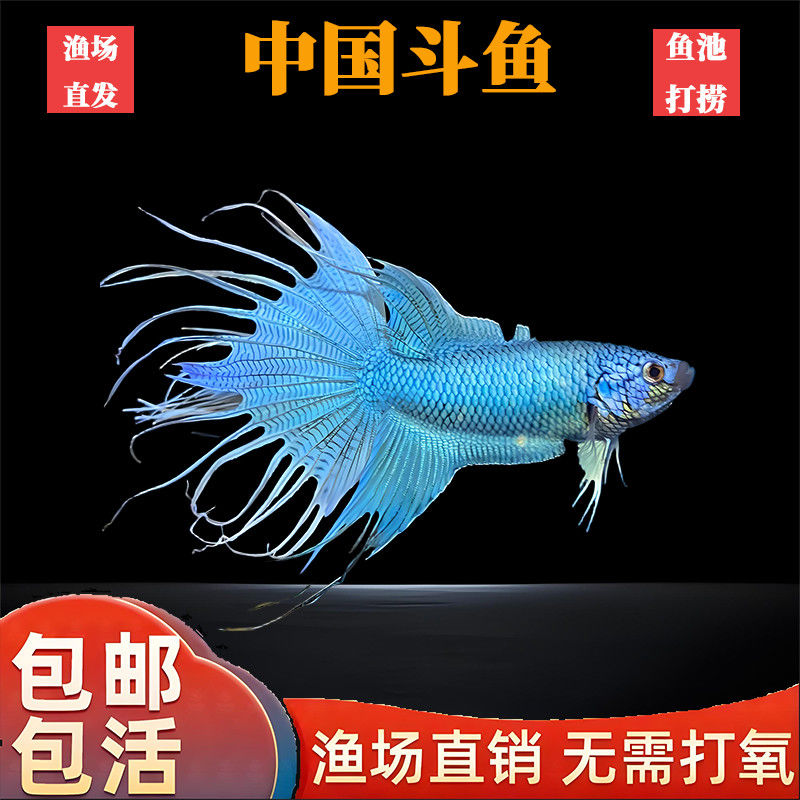 正宗中国无纹蓝斗鱼活鱼蓝色长尾观赏鱼冷水淡水鱼新手易养包活