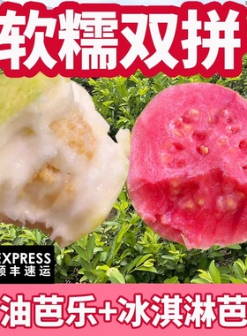 福建软糯红白心土芭乐孕妇低糖广东胭脂红软籽番石榴水果新鲜包邮