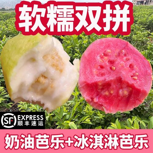 大果软香奶油+冰淇淋红心芭乐