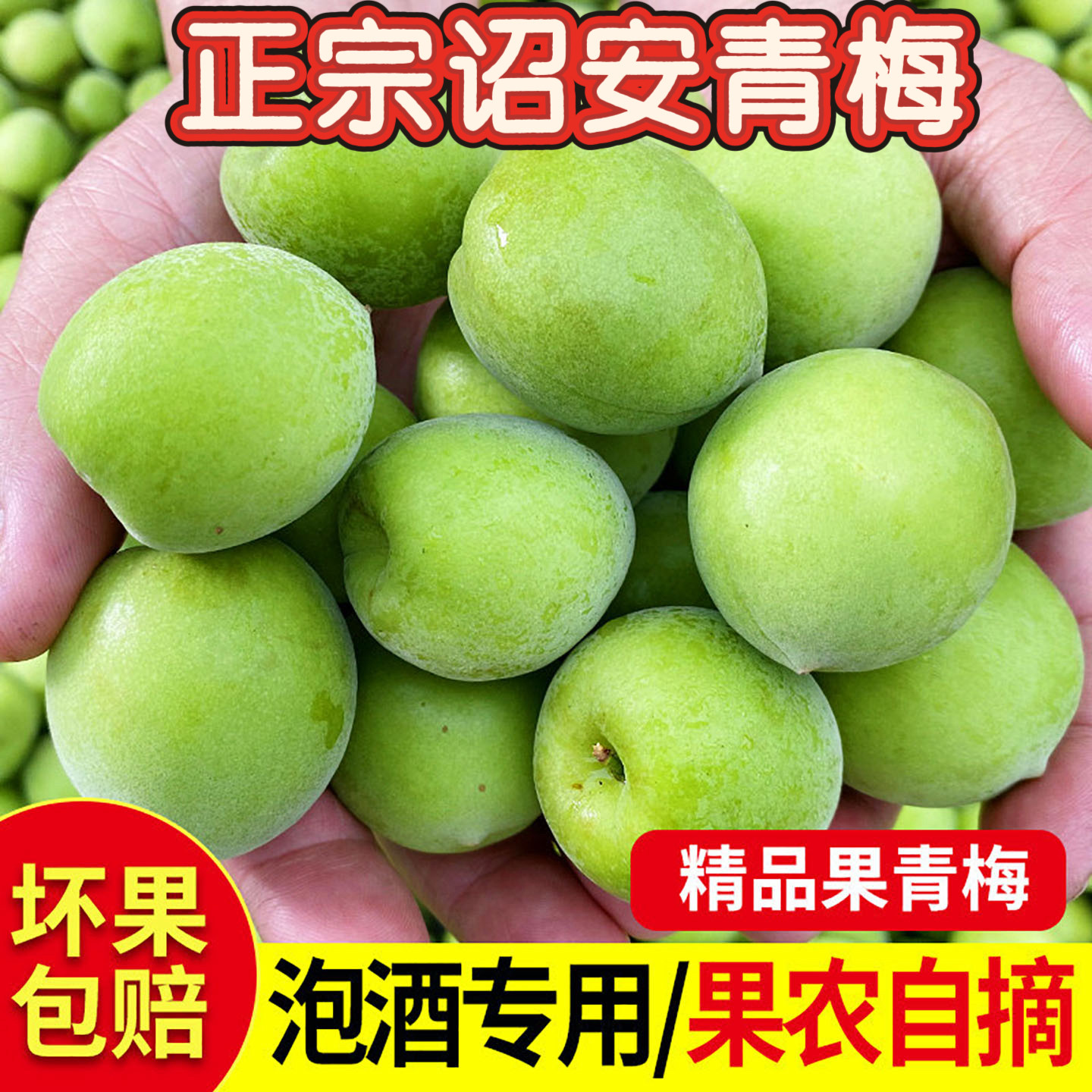 诏安青梅2026当季鲜果现摘产地直发泡酒青梅酒专用水果散装5斤
