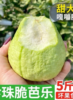 现摘白心芭乐果5斤脆甜珍珠番石榴奶油新鲜热带当季低糖清脆可口