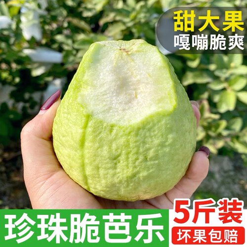 白心珍珠芭乐【脆甜可口】咔咔脆