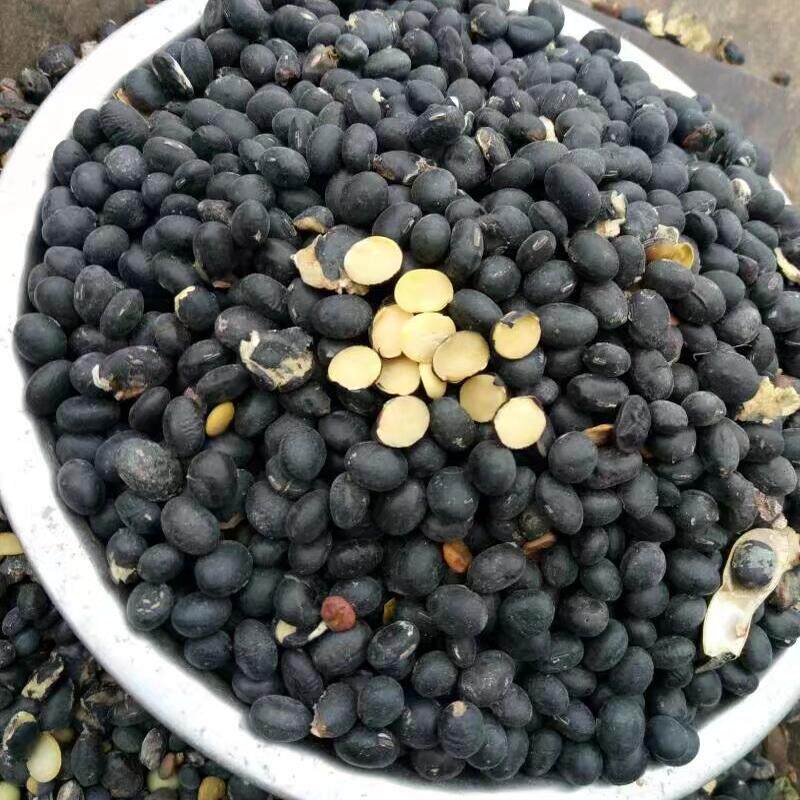 老品种黄心黑豆哼哼小生的农家农村新货新豆打豆浆熬汤小时候味道