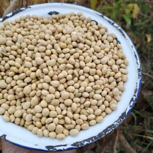 25年新豆黄豆打豆浆专用湖南小黄豆10斤农家自种老式本地大豆