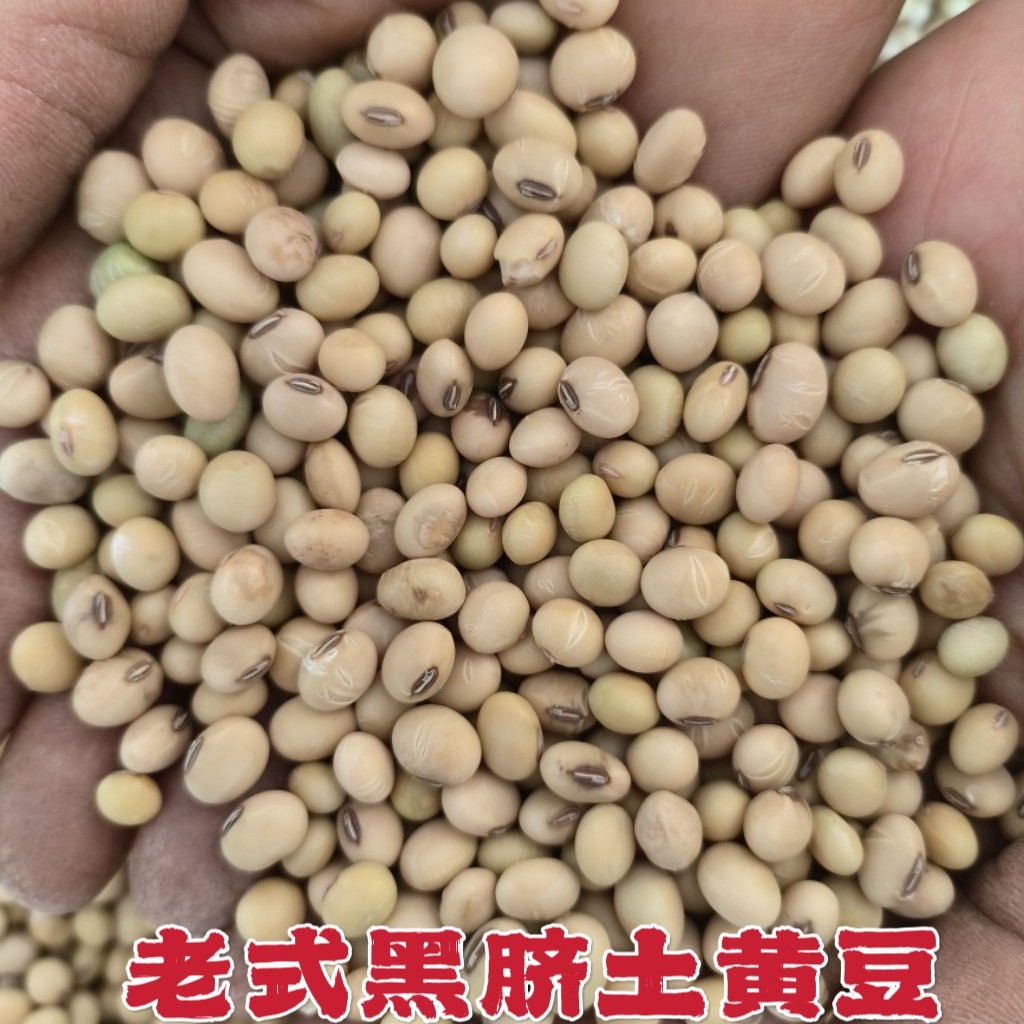 黄豆农家自种非转基因黄豆粒打豆浆专用2025新货做豆腐用10斤
