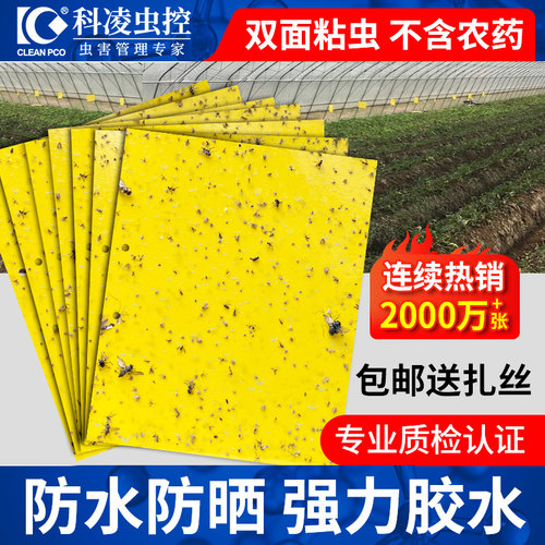 科凌虫控双面粘虫黄板家庭大棚用