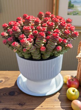 彩色钱串年宵花招财多肉植物办公室阳台小盆栽防辐射绿植好养活