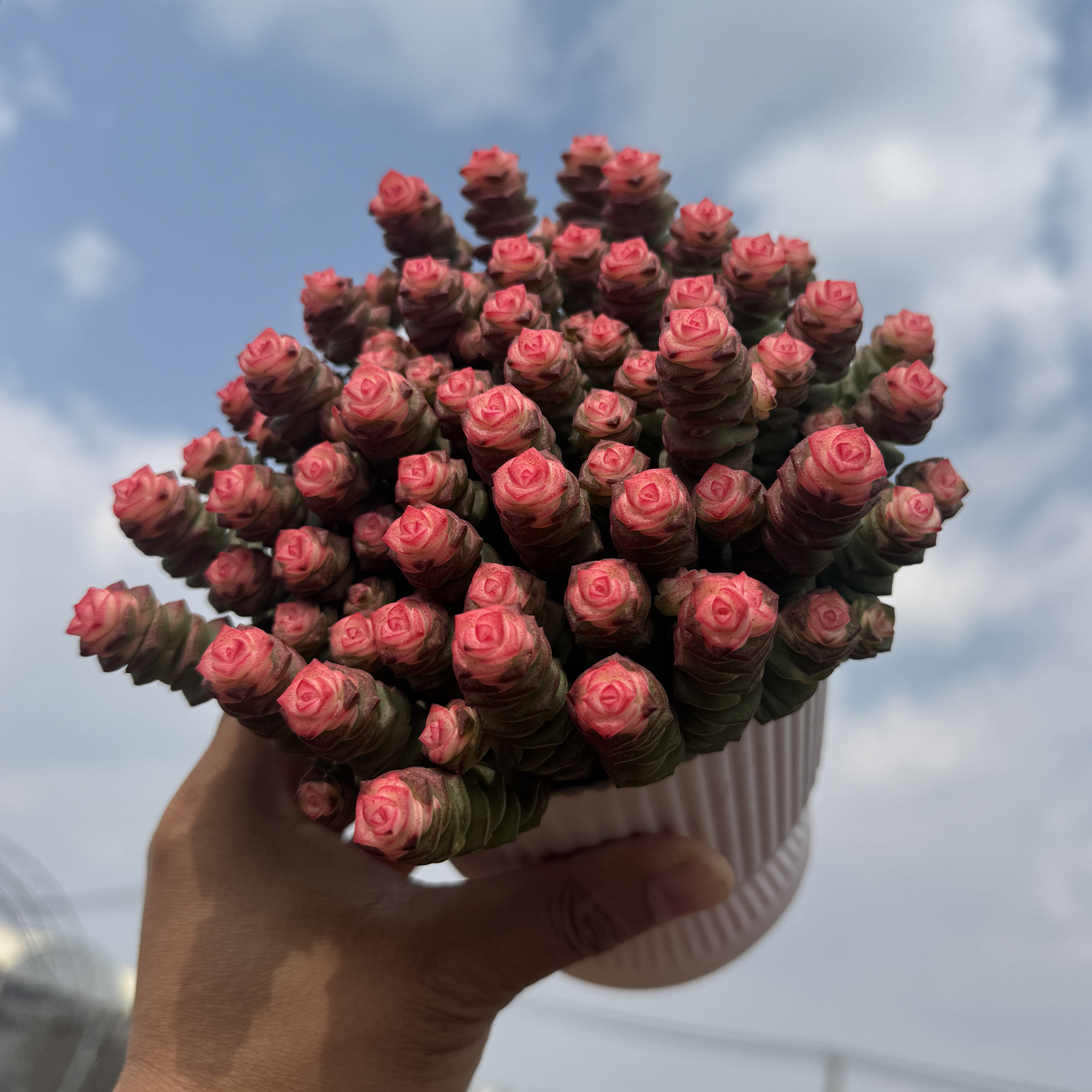 红心钱串彩色稀有钱串锦前程似锦多肉植物新款爆盆阳台绿植肉肉