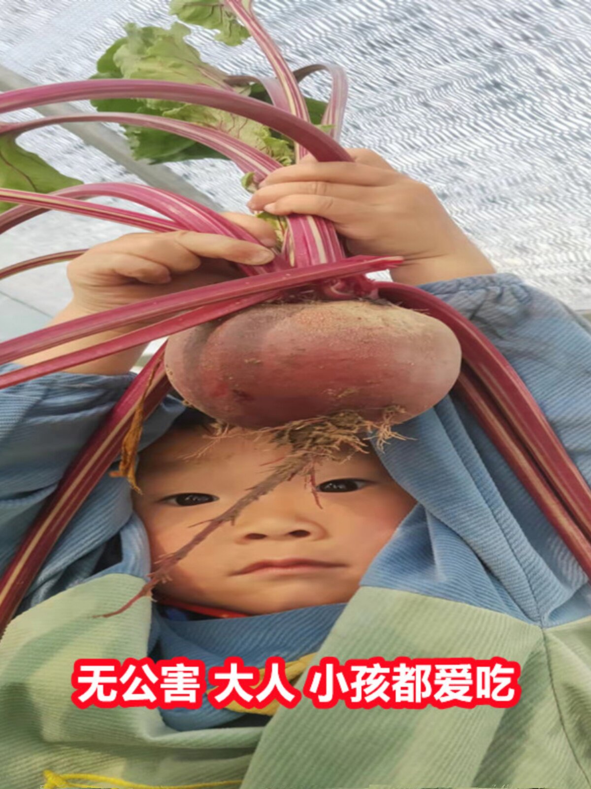 Fresh farm-grown beetroots and beets, organic fertilizer, freshly dug and shipped fresh vegetables in 2026 thumbnail 2