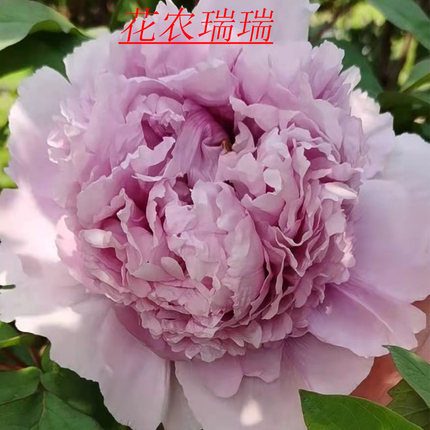 西施蓝菏泽洛阳正宗牡丹花苗蓝色观赏重瓣大苗庭院盆栽带花苞花卉