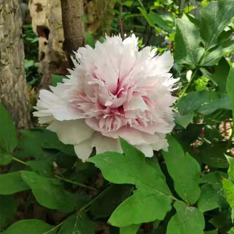 粉玉楼牡丹花树苗粉色木本花卉裸根带土楼顶阳台净化空气小苗庭院