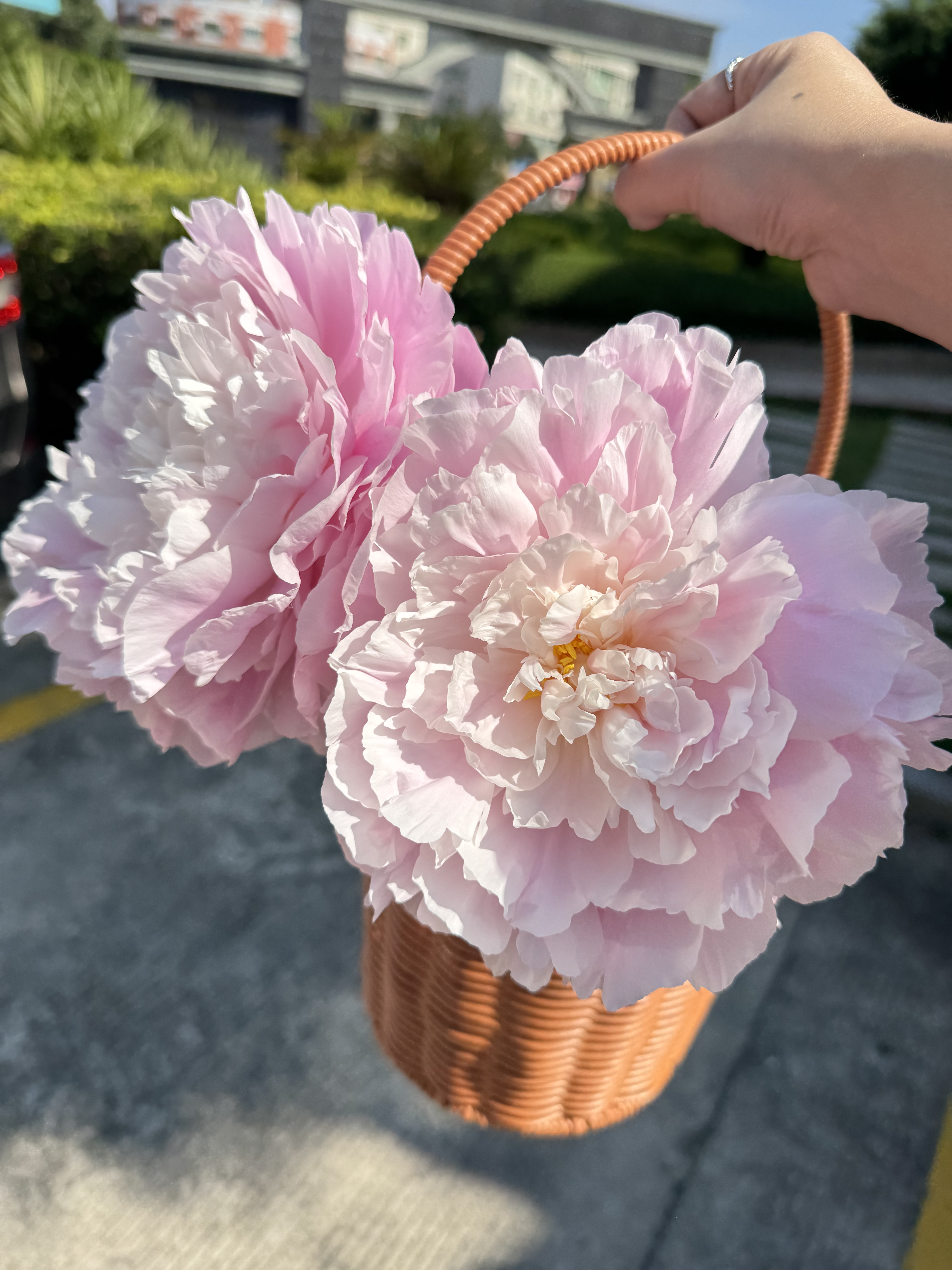 种生粉荷兰进口大花重瓣观赏芍药苗鲜花花束花材菏泽洛阳四川云南