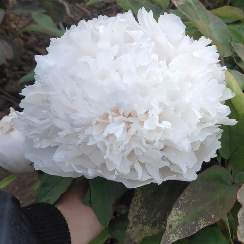 菏泽白色重瓣庭院盆栽牡丹花苗