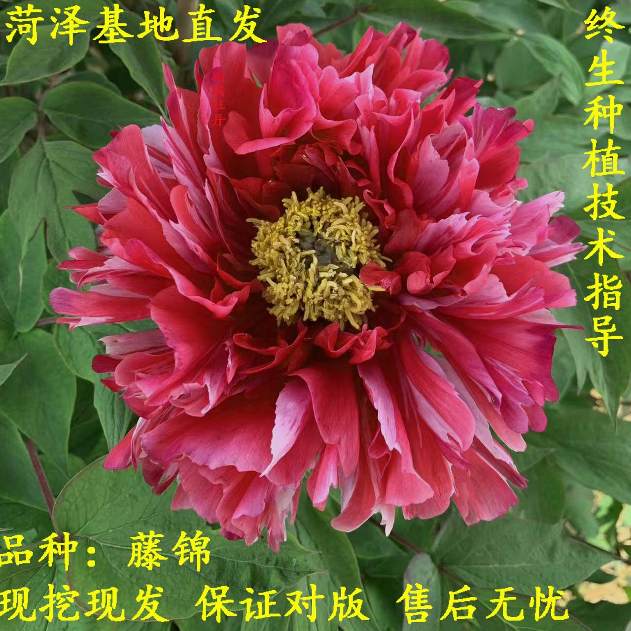 藤锦牡丹花王芽变进口复色观赏大花重瓣大苗树苗庭院盆栽地栽菏泽