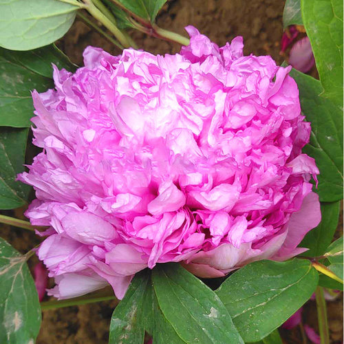 菏泽粉蓝色重瓣庭院盆栽牡丹花苗