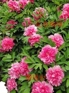 菏泽红色重瓣庭院盆栽牡丹花苗