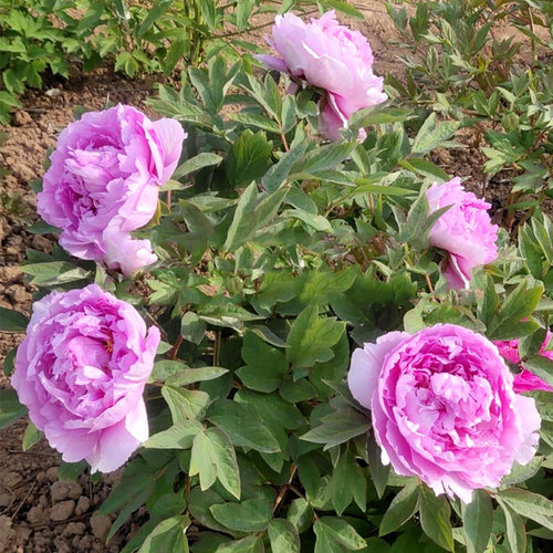 菏泽正宗牡丹花蓝色大苗庭院