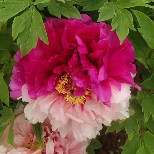 菏泽洛阳正宗牡丹花苗庭院