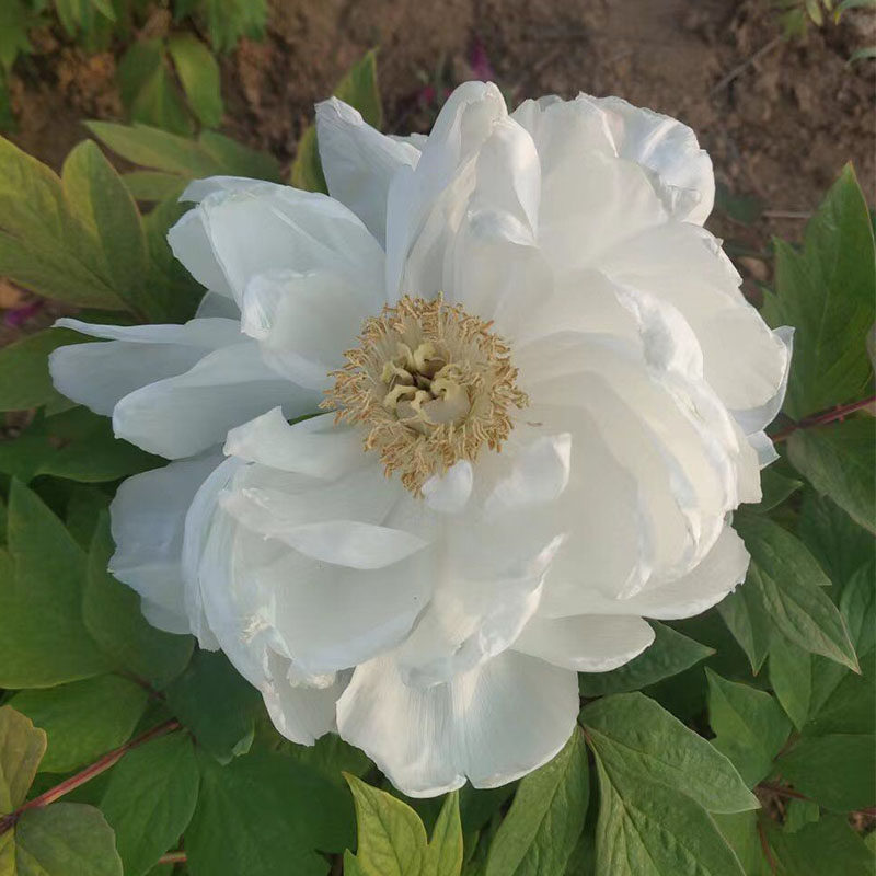 莲鹤菏泽洛阳正宗牡丹花白色净化空气裸根大苗树苗木本花卉带花苞