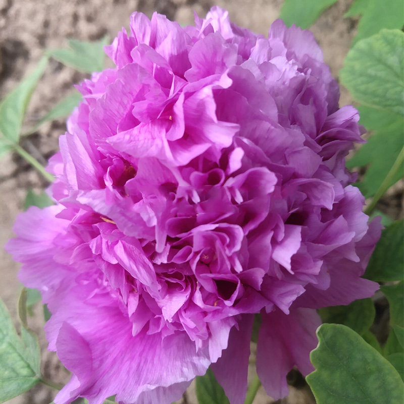 大魏紫菏泽洛阳正宗牡丹花苗紫色观赏重瓣大苗树苗庭院盆栽带花苞