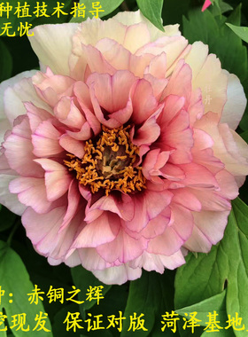 赤铜之辉牡丹橙色进口观赏重瓣大苗树苗庭院盆栽地栽菏泽基地直发