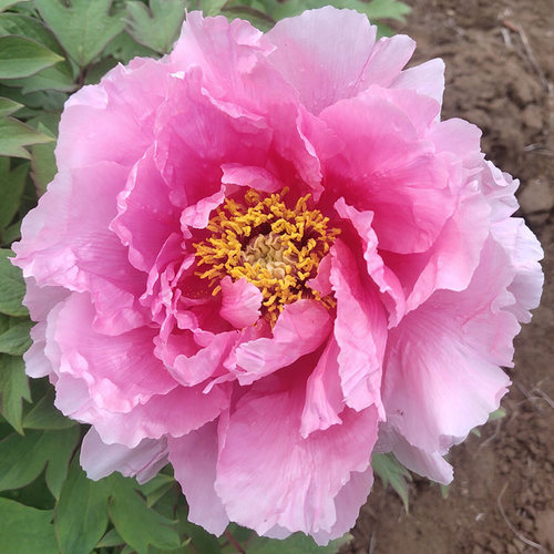 菏泽洛阳正宗牡丹花苗庭院