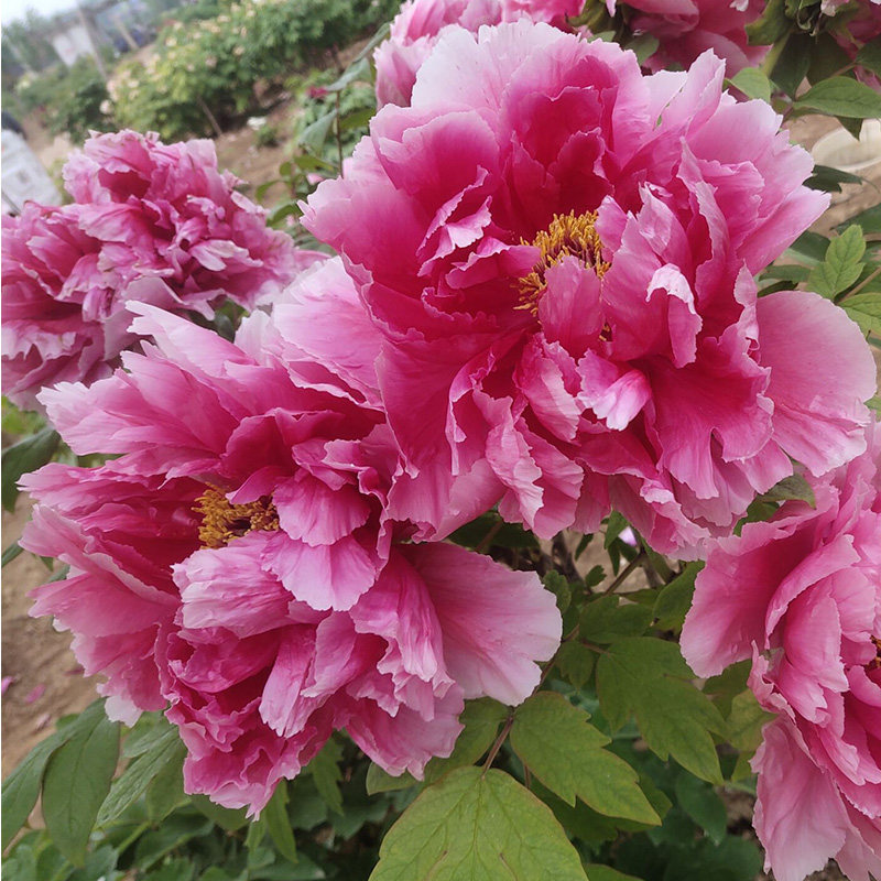 菏泽正宗牡丹花苗独杆新七福神观赏重瓣大苗树苗庭院盆栽带花苞
