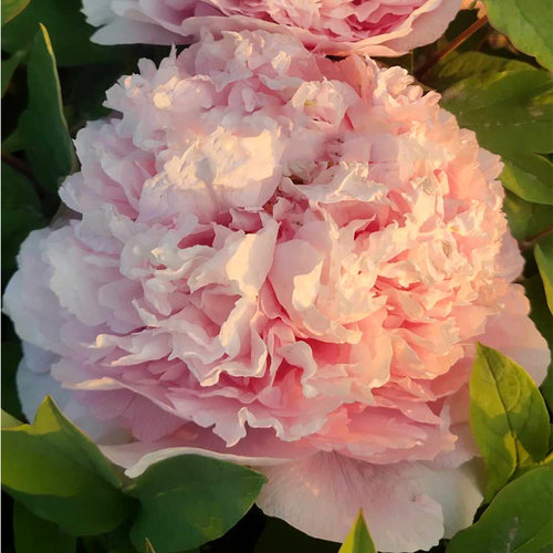 菏泽粉色重瓣庭院盆栽牡丹花苗